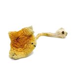 B plus Magic Mushroom