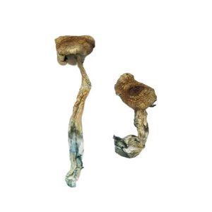 Columbian Rust Magic Mushroom