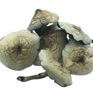 Gulf Coast Magic Mushroom