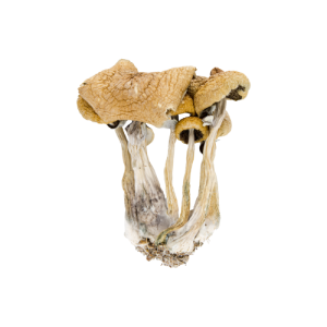 Psilocybe Baecoystis Magic Mushroom