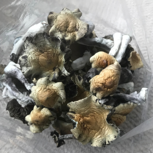 Cubensis B+ Mushrooms