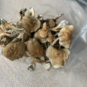 Cuban Cubensis Mushrooms