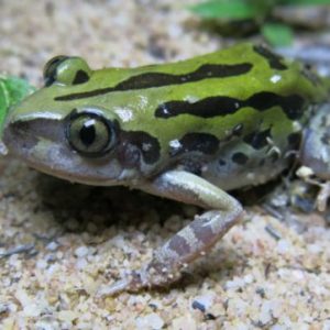 KASSINA SENEGALENSIS TOAD VENOM