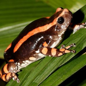 PHRYNOMANTIS BIFASCIATUS TOAD VENOM