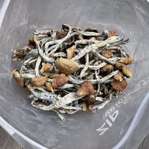 Wollygong Magic Mushrooms