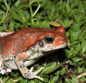 SCHISMADERMA CARENS TOAD VENOM