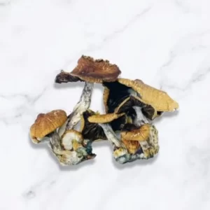 Fiji mushrooms